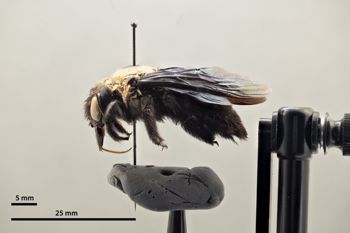 Media type: image;   Entomology 810661 Aspect: habitus lateral view